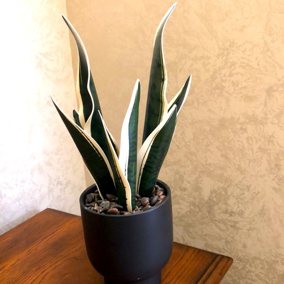 Faux snake plant in a ceramic pot.  Pretty rocks with a sealed coating. - Picture 2 of 6